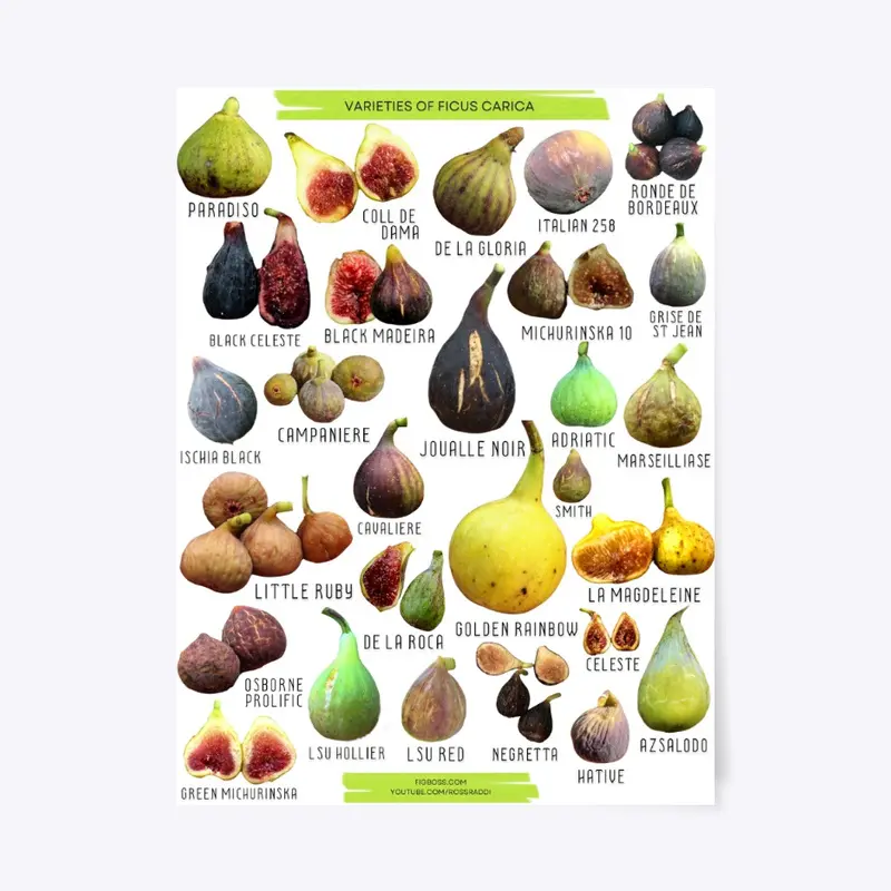 Varieties of Ficus Carica Collage